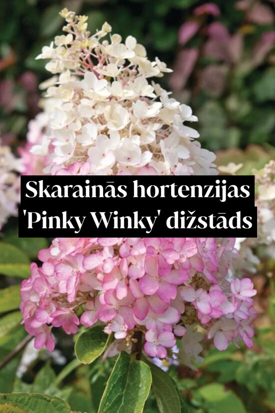 Skarainās hortenzijas 'Pinky Winky' dižstāds – kupls, izteiksmīgs krūms